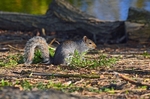 Grey Squirrel