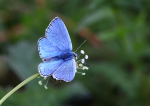 Adonis Blue