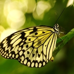Tree Nymph
