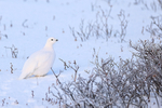 Willow Ptarmigan in winter plumage, Churchill, Canada
