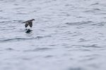 Peruvian Diving-Petrel portfolio