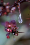April Snow
