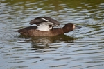 Tufted Duck