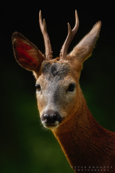 Roe Deer