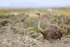 Ostrich (female), near Cape of Good Hope, South Africa