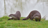 Otter