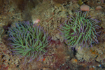 Anemonia viridis