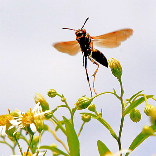 Northern Paper Wasp (Polistes fuscatus) in flight.
