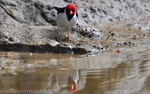 Yellow-billed Cardinal
