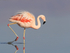 Chilean Flamingo ruffled feathers wading, Laguna Chaxas, Chile