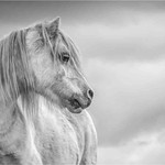 1st Print-My Little Pony-Jan Sullivan