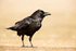 Raven