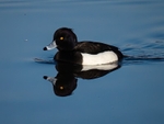Tufted Duck