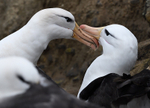 Black-browed Albatros