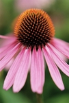 Echinacea Purpurea