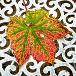 Vine Leaf