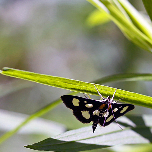 Anania funebris - A White-spotted Sable Moth.