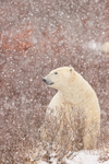 Polar Bear in heavy snow, Churchill, Canada