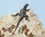 Starred Agama Lizard