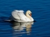 Mute Swan