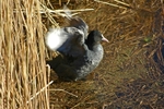 Coot