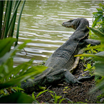 3rd John Whitehurst Monitor Lizard 1