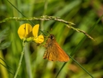 Large Skipper