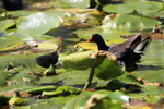 Moor Hen Family.   ref1668