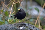 Blackbird