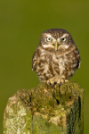Little Owl