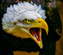 Bald eagle Haliaeetus leucocephalus--4