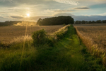 Day 34 - Combine Harvester Dust