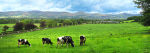 milking-time-in-the-Vale-of clwyd