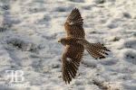 birds-54