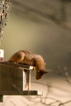 Red Squirrel