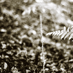 Component Isolation