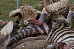 Vultures and Zebra
