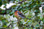 Chaffinch - 9048