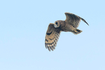 Marsh Owl