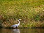 Grey Heron