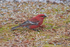 Pine Grosbeak