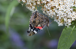 Red Admiral