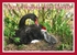 XM072 NEW 2026 - Xmas - Black Swan and cygnet