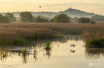Dawn flights, Avalon Marshes