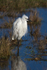 Little Egret in front of the Arne Bay hide
