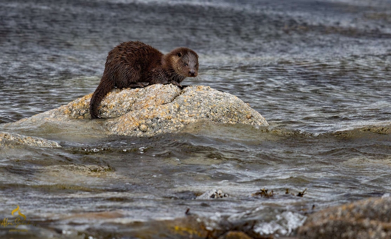 Eurasian Otter - Ardnamurchan Peninsula