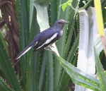 Magpie Robin