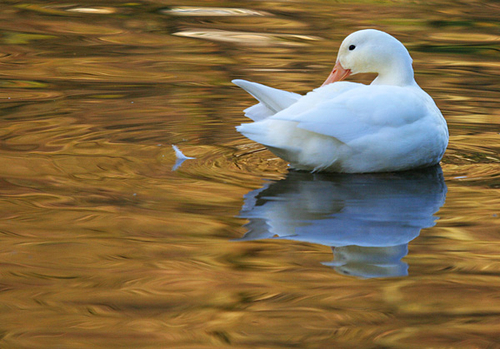 [align=center]White Aylesbury Duck, Saddleworth, England[/align]