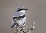 Desert Shrike