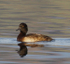 Tufted Duck